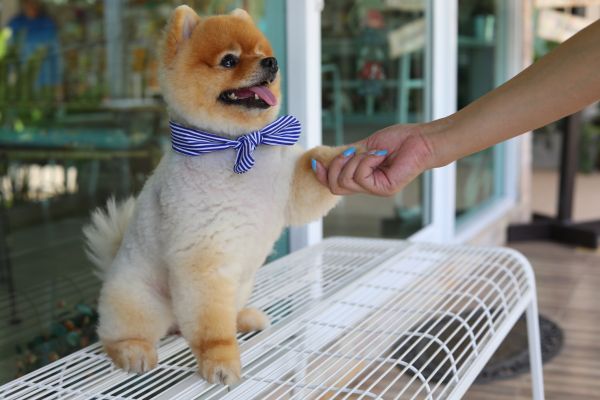 Acworth Pets