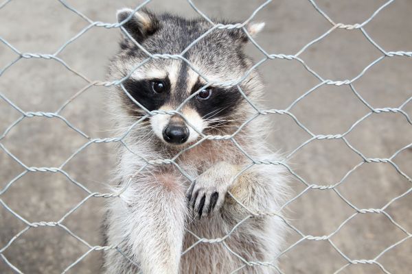 Acworth Wildlife Removal