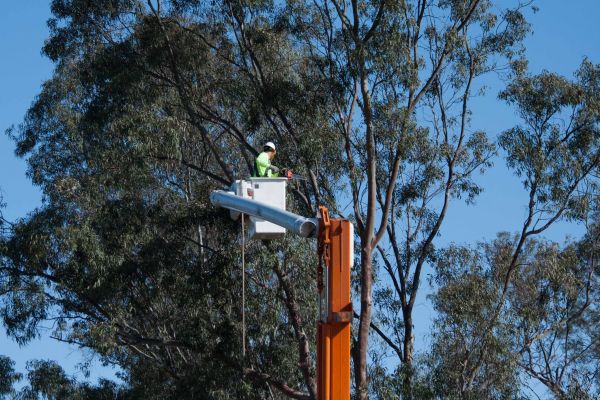 Acworth Tree Trimming