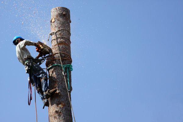 Acworth Tree Removal